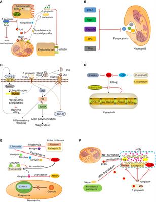 Interactions Between Neutrophils and Periodontal Pathogens in Late-Onset Periodontitis